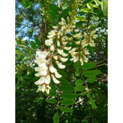 Robinia trädväxt Frön (Robinia pseudoacacia)  - 5