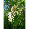 White Wisteria Seeds (Robinia pseudoacacia)  - 5