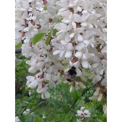 White Wisteria Seeds (Robinia pseudoacacia)  - 6