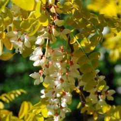 Robinia trädväxt Frön (Robinia pseudoacacia)  - 7