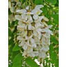 White Wisteria Seeds (Robinia pseudoacacia)  - 8