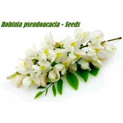 Роби́ния ложноака́циевая семена (Robínia pseudoacácia)  - 9