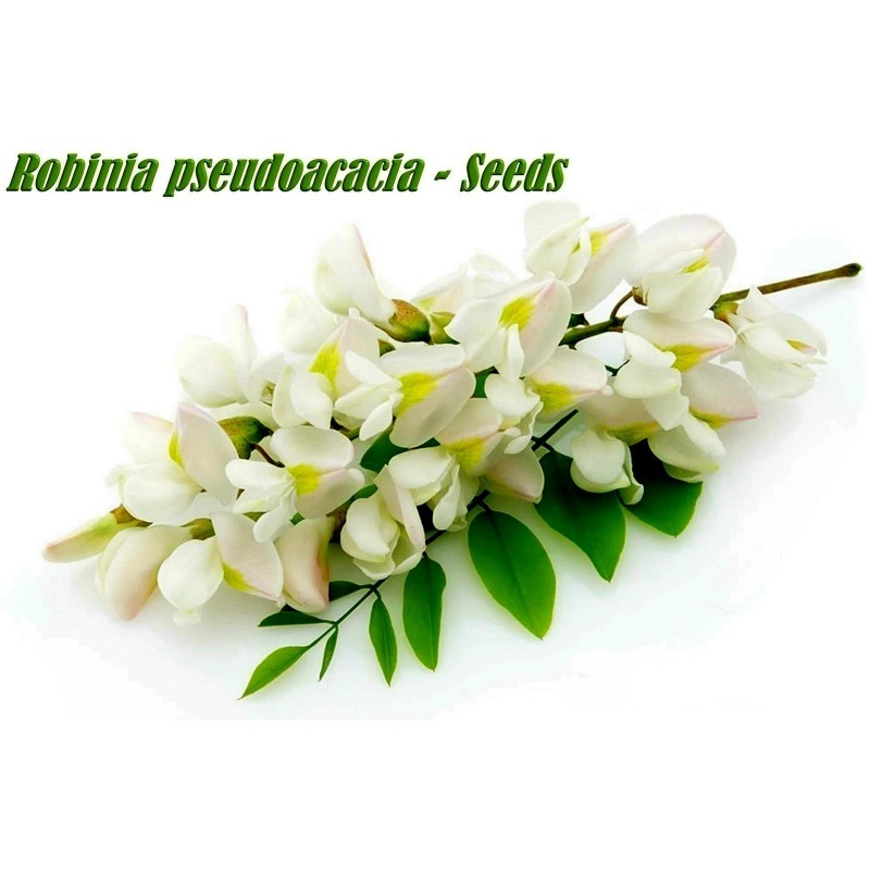 White Wisteria Seeds (Robinia pseudoacacia)  - 9