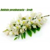 White Wisteria Seeds (Robinia pseudoacacia)