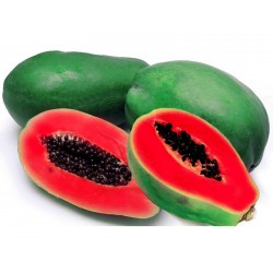 Graines de Papayer rouge - Rare (Carica papaya)  - 4