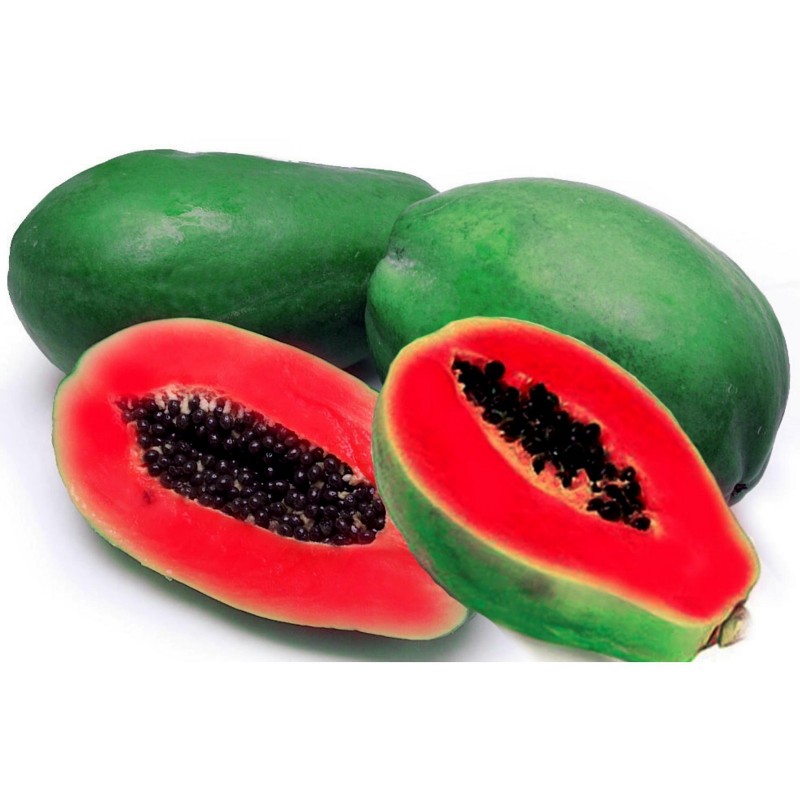 Carica papaya Plant Seeds Now or Save Seeds for Years Florida Red Royale Papaya Seeds 15+ Non-GMO Fruit Tree Seeds in FROZEN SEED CAPSULES for the Gardener & Rare Seeds Collector