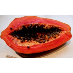 Röd Papaya Frön - Sällsynt (Carica Papaya)  - 3