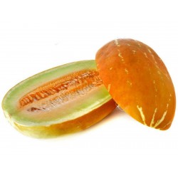 Seme Tajlandske dinje Thai Musk Melon Seeds Gallery - 6