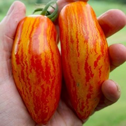 Seme paradajza SWEET CASADAY  - 1