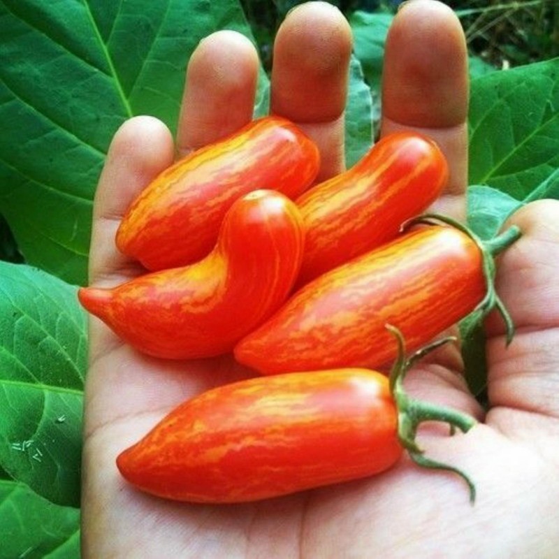 Seme paradajza SWEET CASADAY  - 2