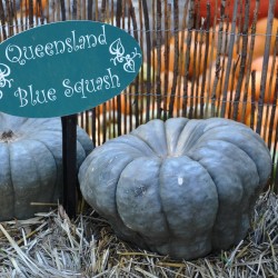 Sementes Abóbora 'Queensland Blue' Seeds Gallery - 4