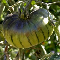 Seme ruskog paradajza ARBUZNYI (Lubenica) Seeds Gallery - 3