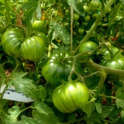 Seme ruskog paradajza ARBUZNYI (Lubenica) Seeds Gallery - 4