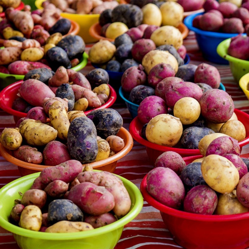 Салют Разноцветные семена картофеля  - 6