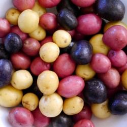 “Salute“ πολύχρωμα πατάτα σπόροι  - 4