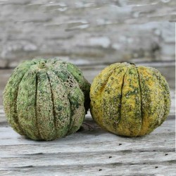 Zatta Melon Seeds  - 3