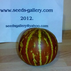 Armenian Tigger Melon Seeds  - 5