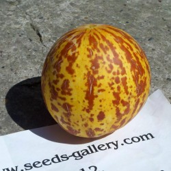 Semi di Melone Tigre Dall'Armenia  - 6