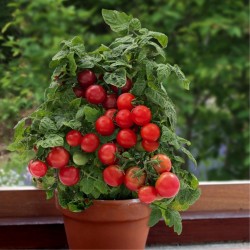 Семена томатов карликовых Вилма (Vilma)  - 2