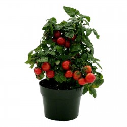 Sementes de tomate anão Vilma  - 3