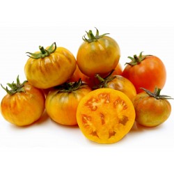 Tomatfrön Orange Purple Smudge  - 1