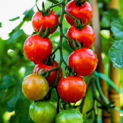 Σπόροι ντομάτας Chadwick Cherry  - 1
