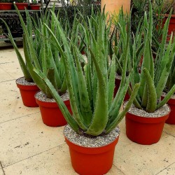 Äkta aloe Frön Aloe vera  - 5