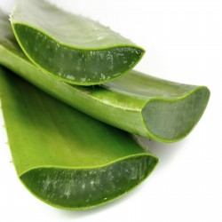 Äkta aloe Frön Aloe vera  - 2