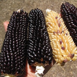 Кукуруза Черный попкорн семена "Dakota" Seeds Gallery - 2