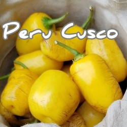 Семена перца Рокото (Rocoto Manzano Cusco Cuzco)  - 2