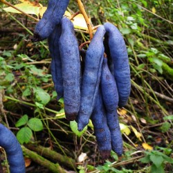 Blue Sausage Seeds Fruit Shrub Decaisnea fargesii  - 3