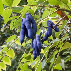 Blue Sausage Seeds Fruit Shrub Decaisnea fargesii  - 4