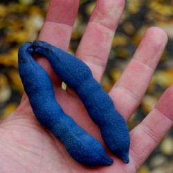 Blue Sausage Seeds Fruit Shrub Decaisnea fargesii  - 5