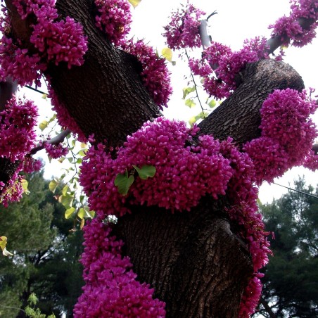 Judas tree Seeds (Cercis siliquastrum) | €1.95