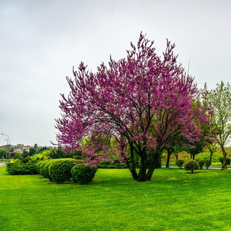 Judas tree Seeds (Cercis siliquastrum) | €1.95
