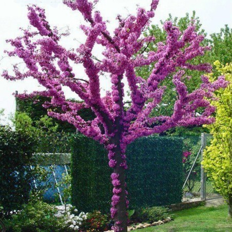 Judas tree Seeds (Cercis siliquastrum) | €1.95