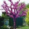 Judas tree Seeds (Cercis siliquastrum) | €1.95