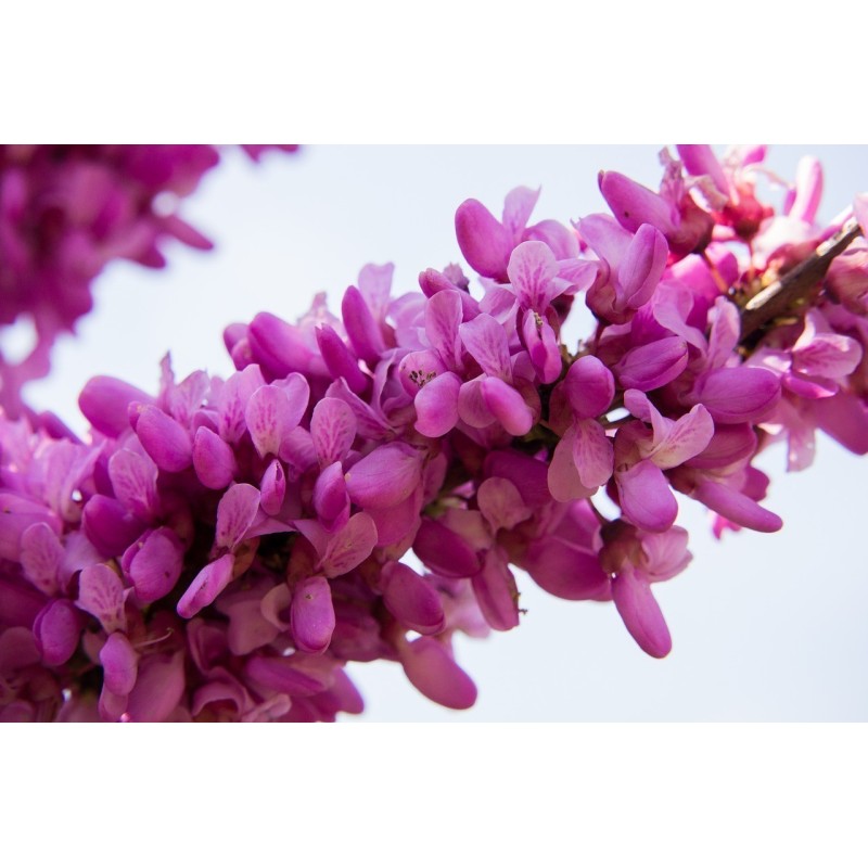 Judas tree Seeds (Cercis siliquastrum) | €1.95