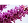 Judas tree Seeds (Cercis siliquastrum) | €1.95