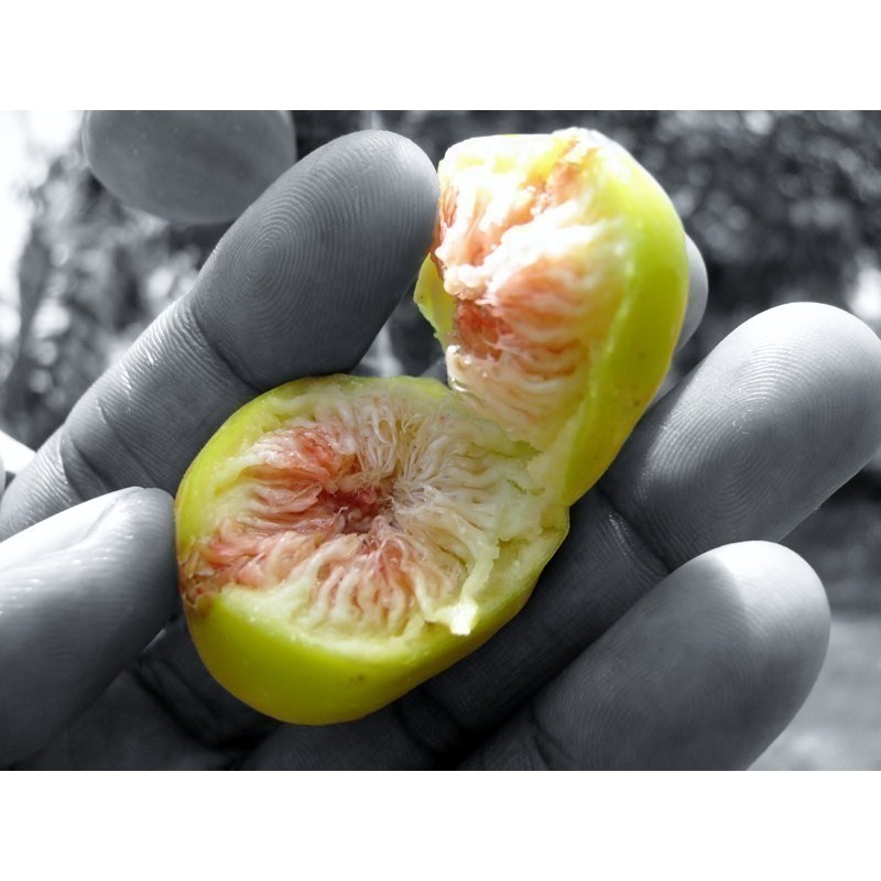 Semi di Baniano | 1,50 €