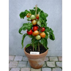 Sementes de tomate ESTRELA DO BALCÃO  - 1