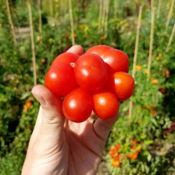 Neu 2019 Tomatensamen "  REISETOMATEN " OVP 0,1 Gramm ca.25 Samen 
