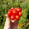 VOYAGE Tomato Seeds - Heirloom Variety Seeds Gallery - 5
