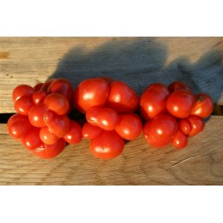 Graines de Tomate VOYAGE Seeds Gallery - 6
