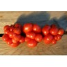 VOYAGE Tomato Seeds - Heirloom Variety Seeds Gallery - 6