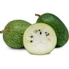 Price: €1.85 - Sementes de ABÓBORA CHILA (Cucurbita ficifolia) -  - 1