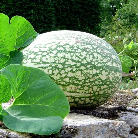 Price: €1.85 - Sementes de ABÓBORA CHILA (Cucurbita ficifolia) -  - 2