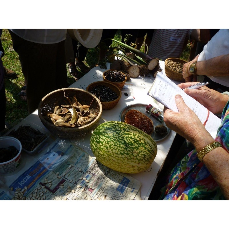Price: €1.85 - Sementes de ABÓBORA CHILA (Cucurbita ficifolia) -  - 4