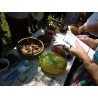 Price: €1.85 - Sementes de ABÓBORA CHILA (Cucurbita ficifolia) -  - 4