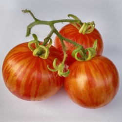 Sementes de tomate Tigerella  - 1